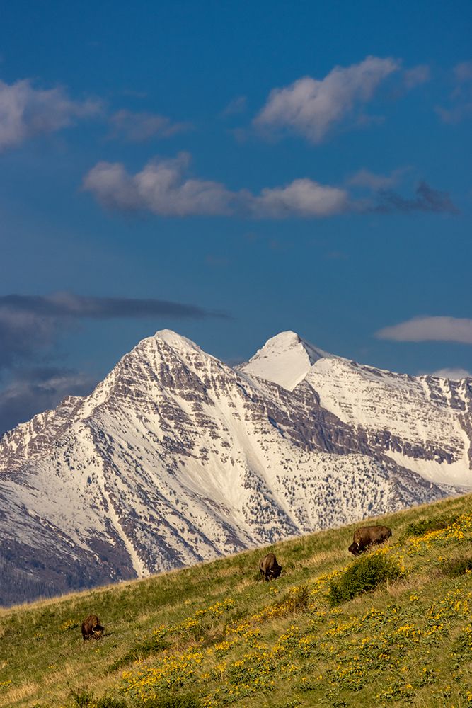 Bison bulls grazing in balsamroot with dramatic Mission Mountains at the National Bison Range in Mo